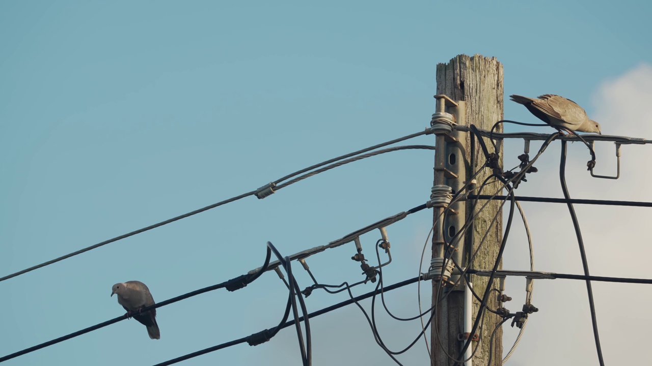 鸽子栖息在加勒比海的电线上视频下载