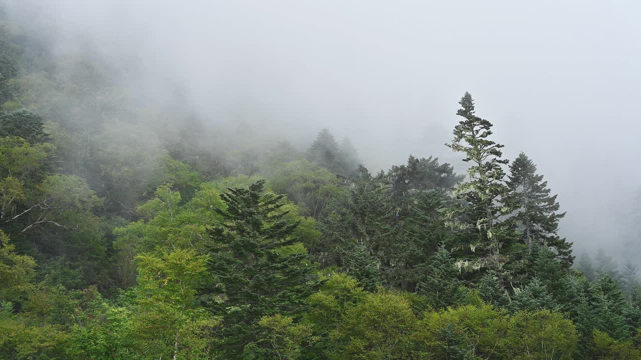 雾飘过森林视频下载