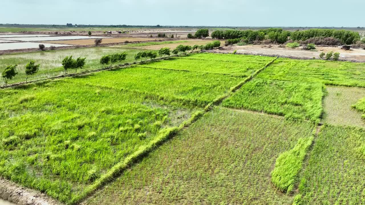 视差无人机拍摄的Golarchi农田与绿色植物和美丽的风景为背景，信德省，巴基斯坦。视频下载