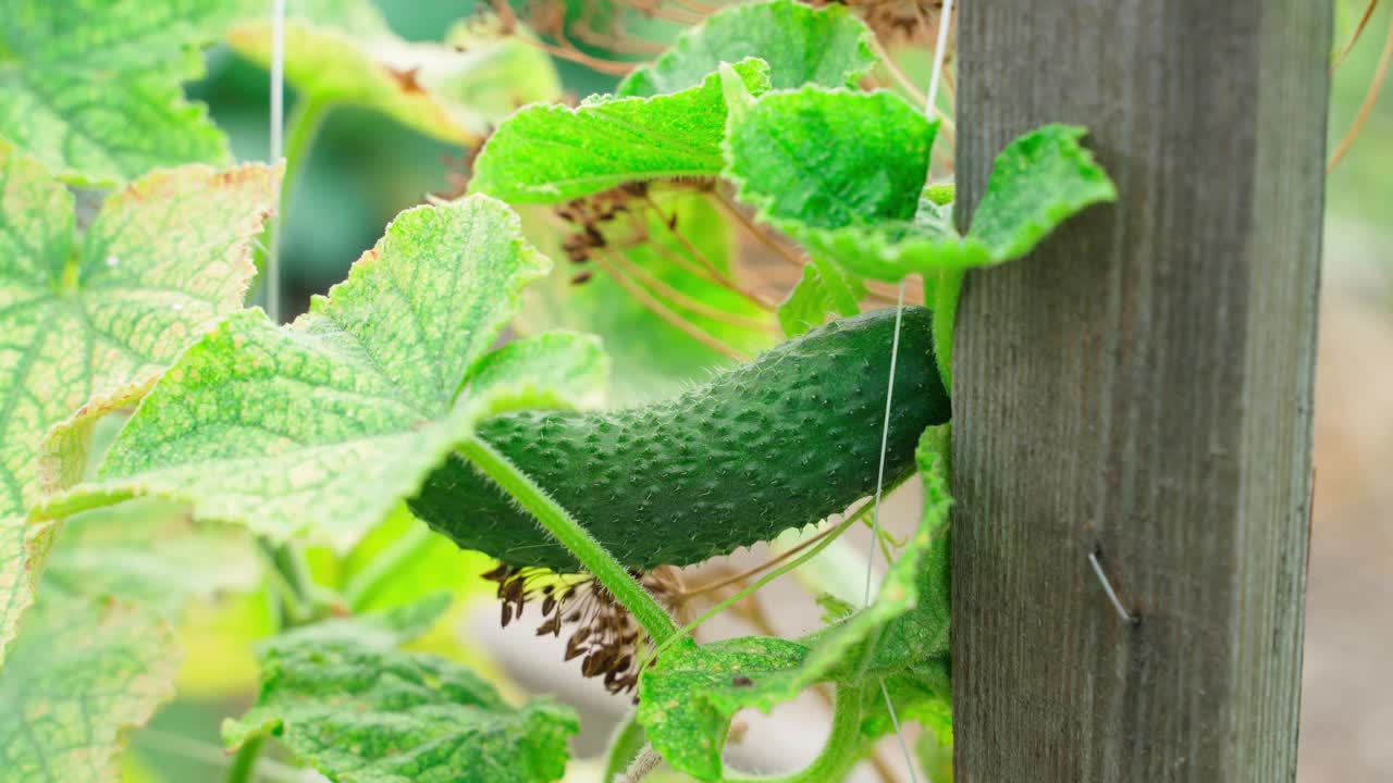 一只手检查并挑选了一个小多刺的黄瓜，特写。自家花园里成熟的自制黄瓜视频素材