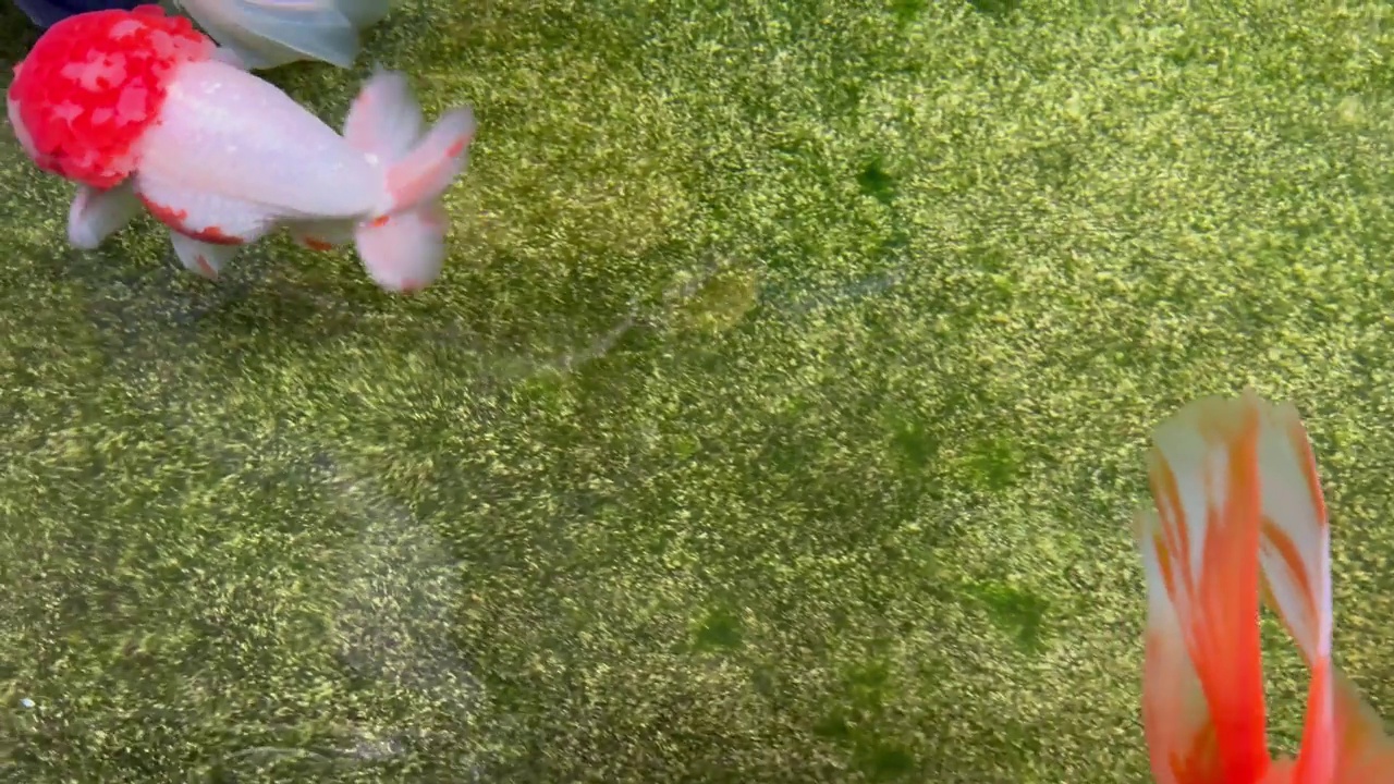 美丽的金鱼在池塘里游泳视频下载