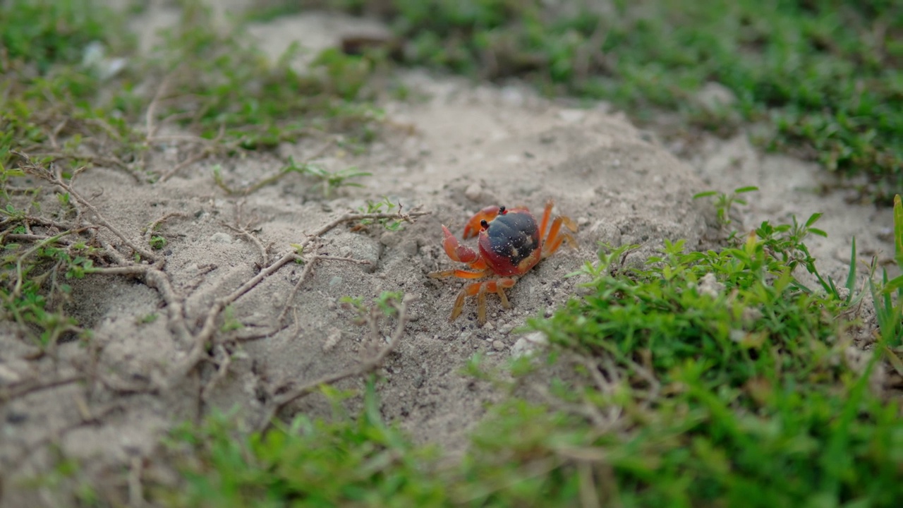 一只孤独的螃蟹在生机勃勃的草丛中穿行。视频下载