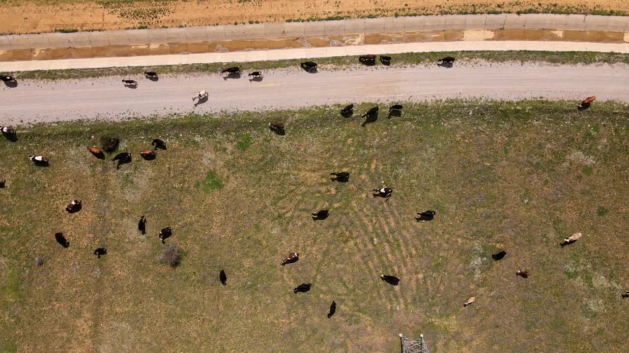 肉牛农场，鸟瞰。牧场上的牛群。航拍无人机视频视频下载