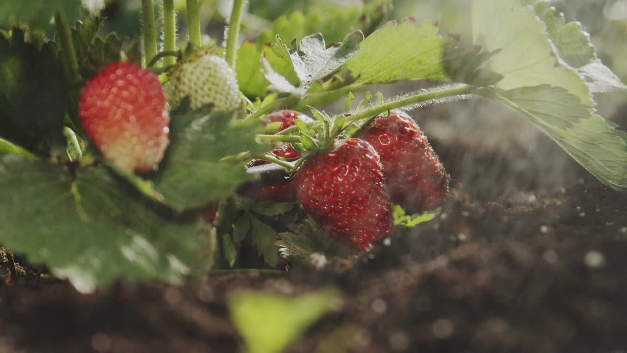 在花园里给草莓丛喷洒浆果的慢镜头。家庭园艺视频素材