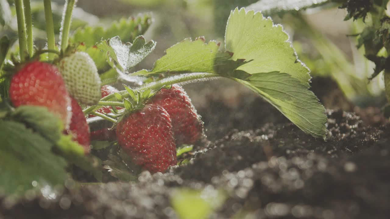 近距离慢动作灌溉的草莓灌木的水与浆果在花园里。家庭园艺。科学有机农业视频素材