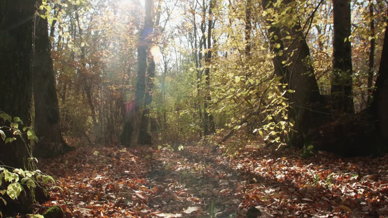 阳光明媚的一天，在秋天的森林边缘。明亮的光线穿过树木和刺眼的光线视频下载