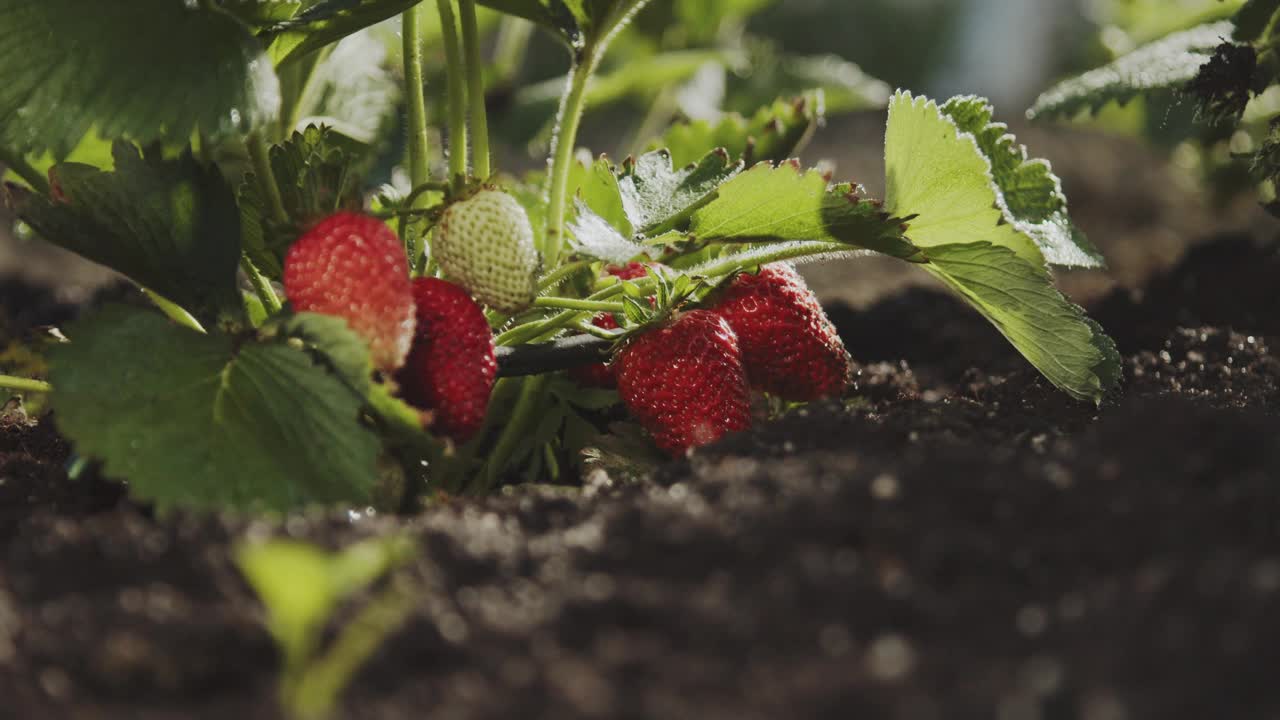 种植自制有机生态草莓。花园里有一丛带浆果的草莓。家庭园艺。科学有机农业。特写慢镜头视频下载