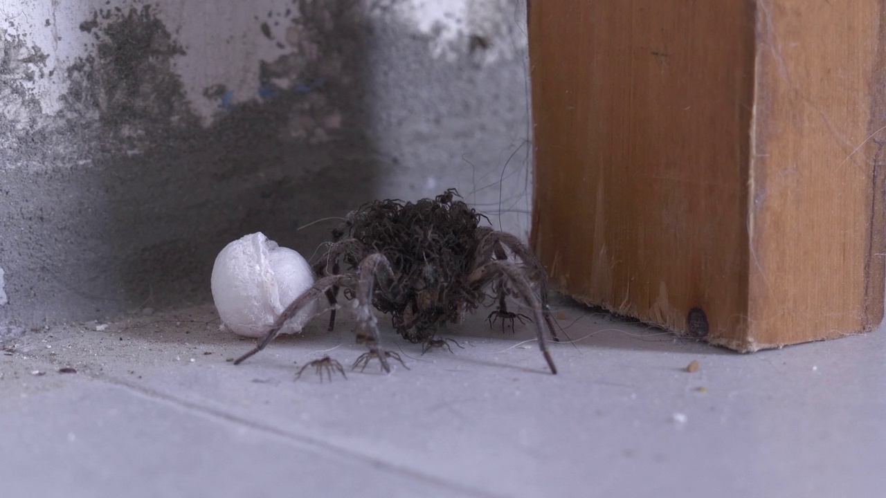 蜘蛛女和小蜘蛛。蜘蛛恐惧症视频下载