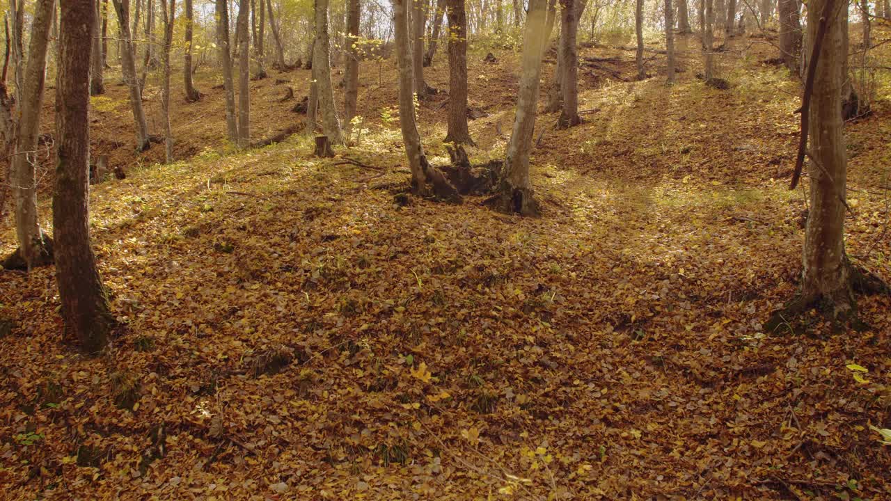 秋天的落叶覆盖了森林里树脚下的地面。明亮的光线穿过树木和刺眼的光线视频下载