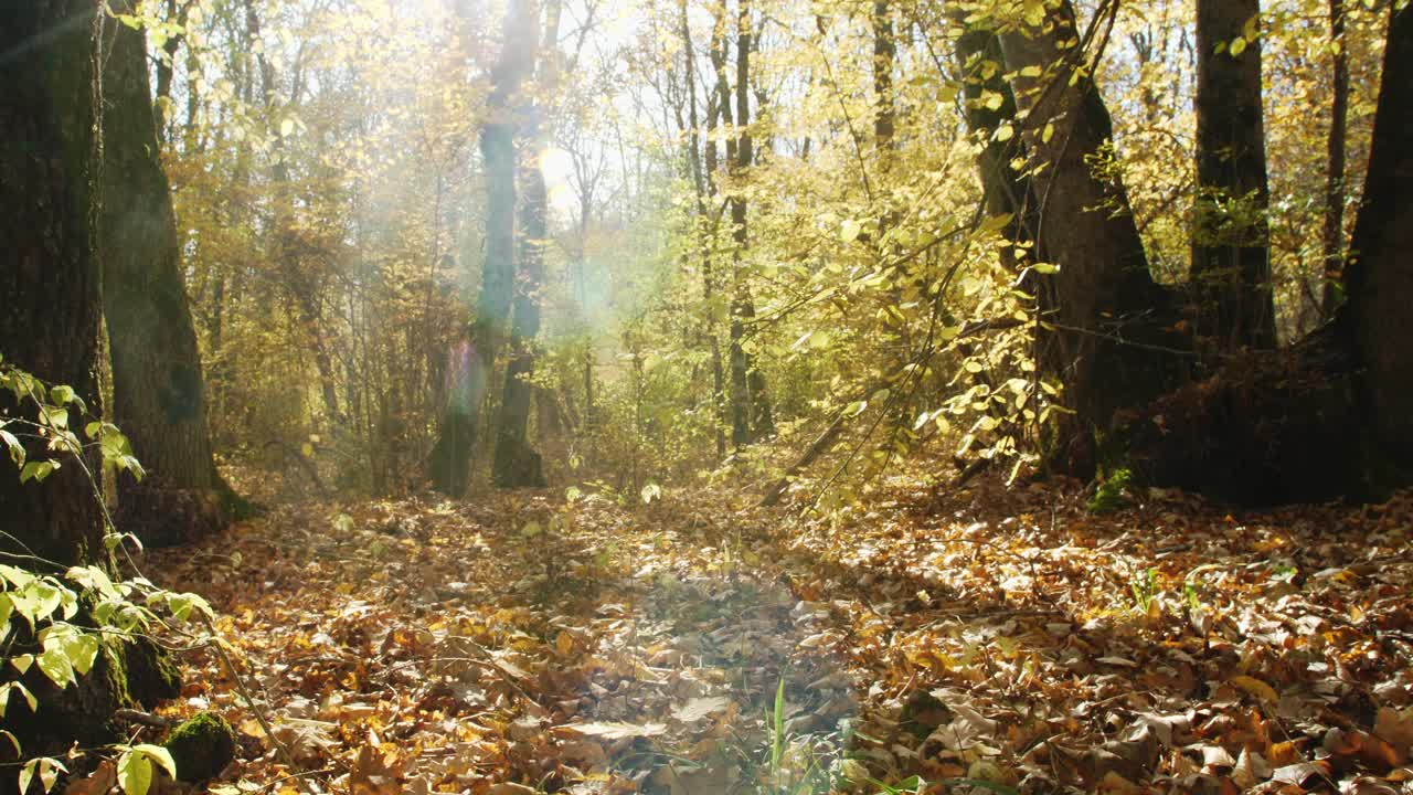 阳光明媚的秋天的森林。明亮的光线穿过树木和刺眼的光线视频下载