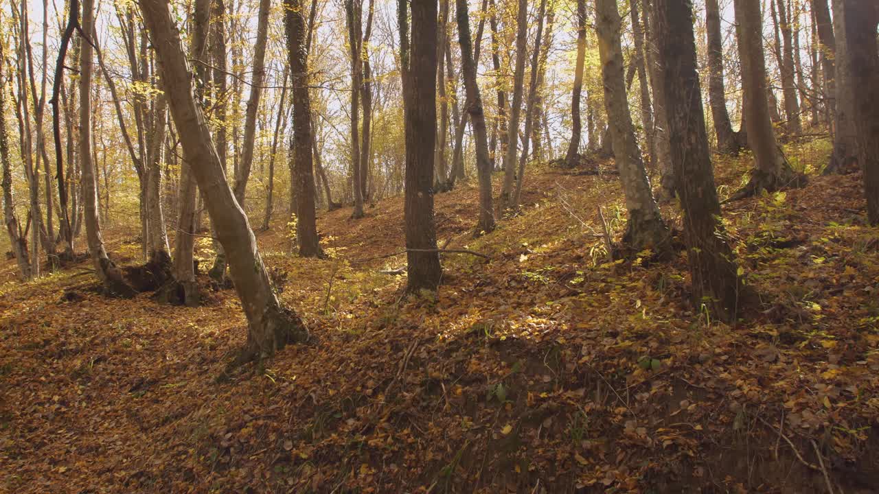 秋天的金色树叶覆盖了森林里树脚下的地面。明亮的光线穿过树木和刺眼的光线视频下载