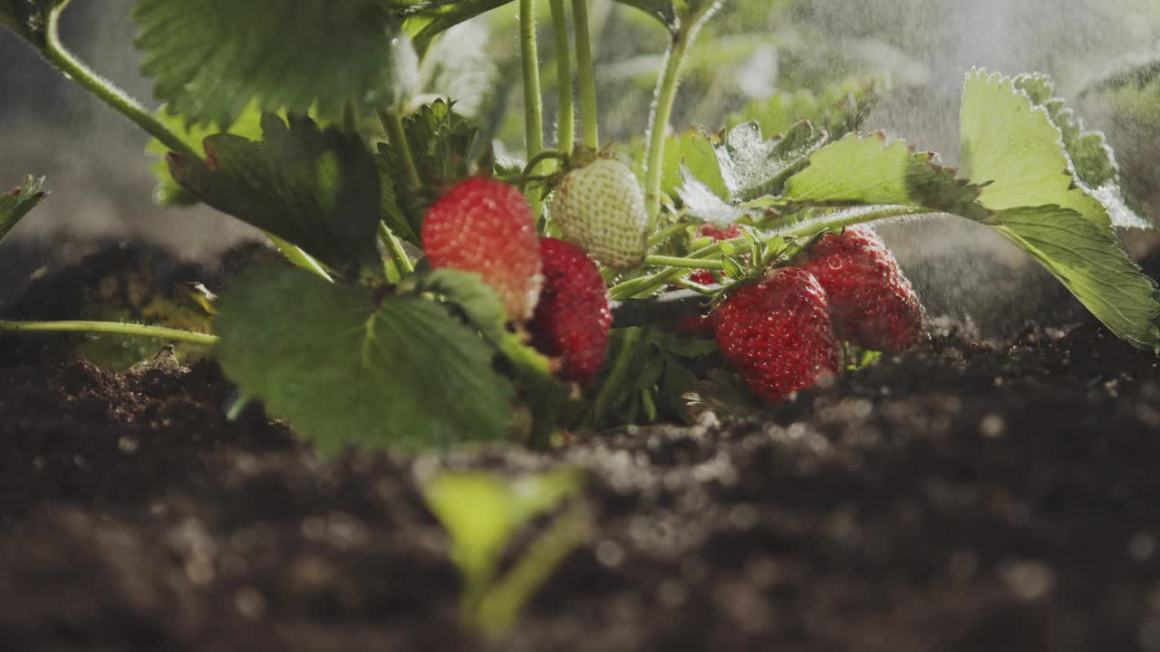 种植自制有机生态草莓。花园里有一丛带浆果的草莓。贝瑞美味。家庭园艺。科学有机农业。特写慢镜头视频素材