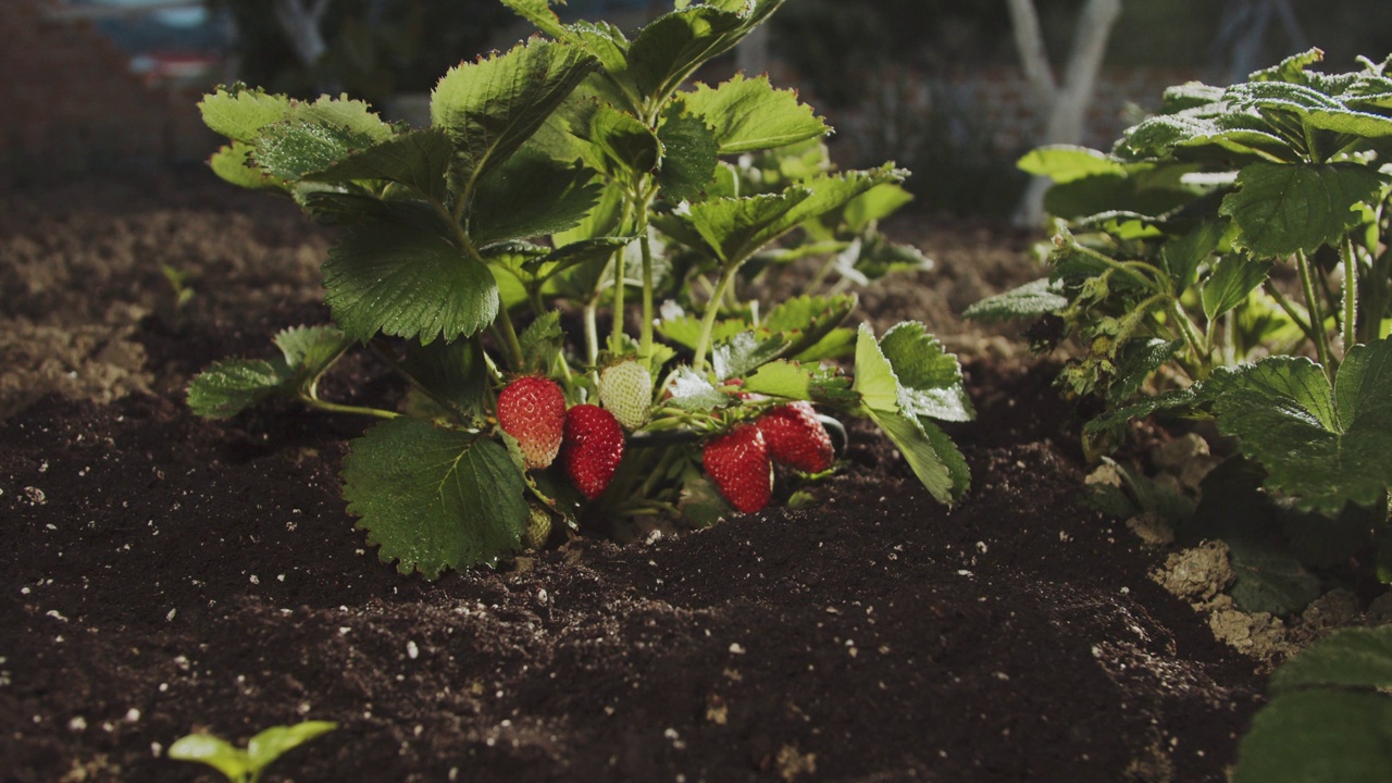 种植自制有机生态草莓。家庭花园里的一丛带浆果的草莓。贝瑞美味。美食博客。家庭园艺。镜头移到草莓丛。特写镜头视频素材