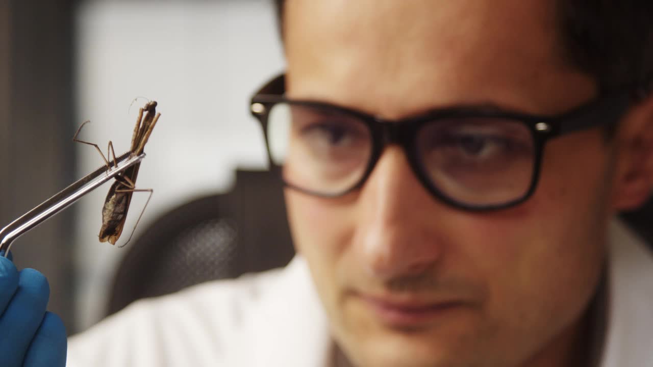 一位年轻的成年实验室工作人员正在用镊子夹住一只螳螂视频下载