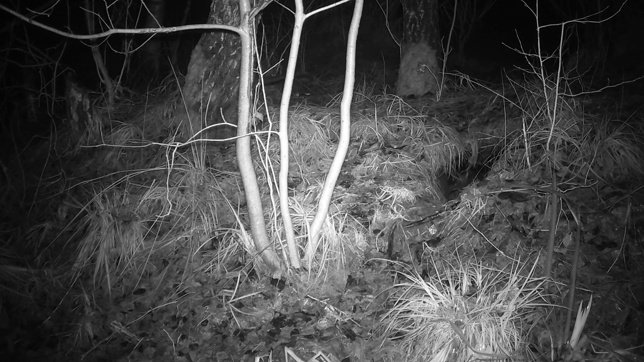 秋夜，两只欧亚水獭在沼泽森林里游荡视频下载