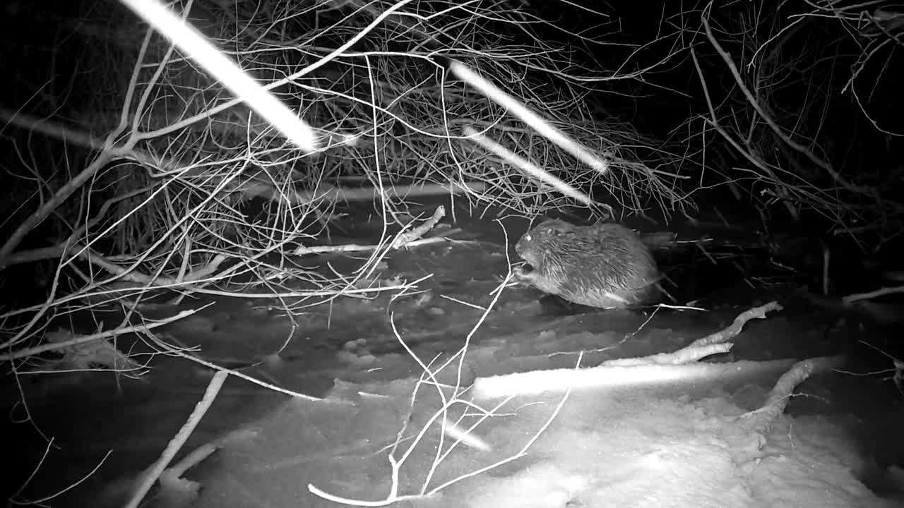 海狸在冬雨夜吃柳枝视频下载