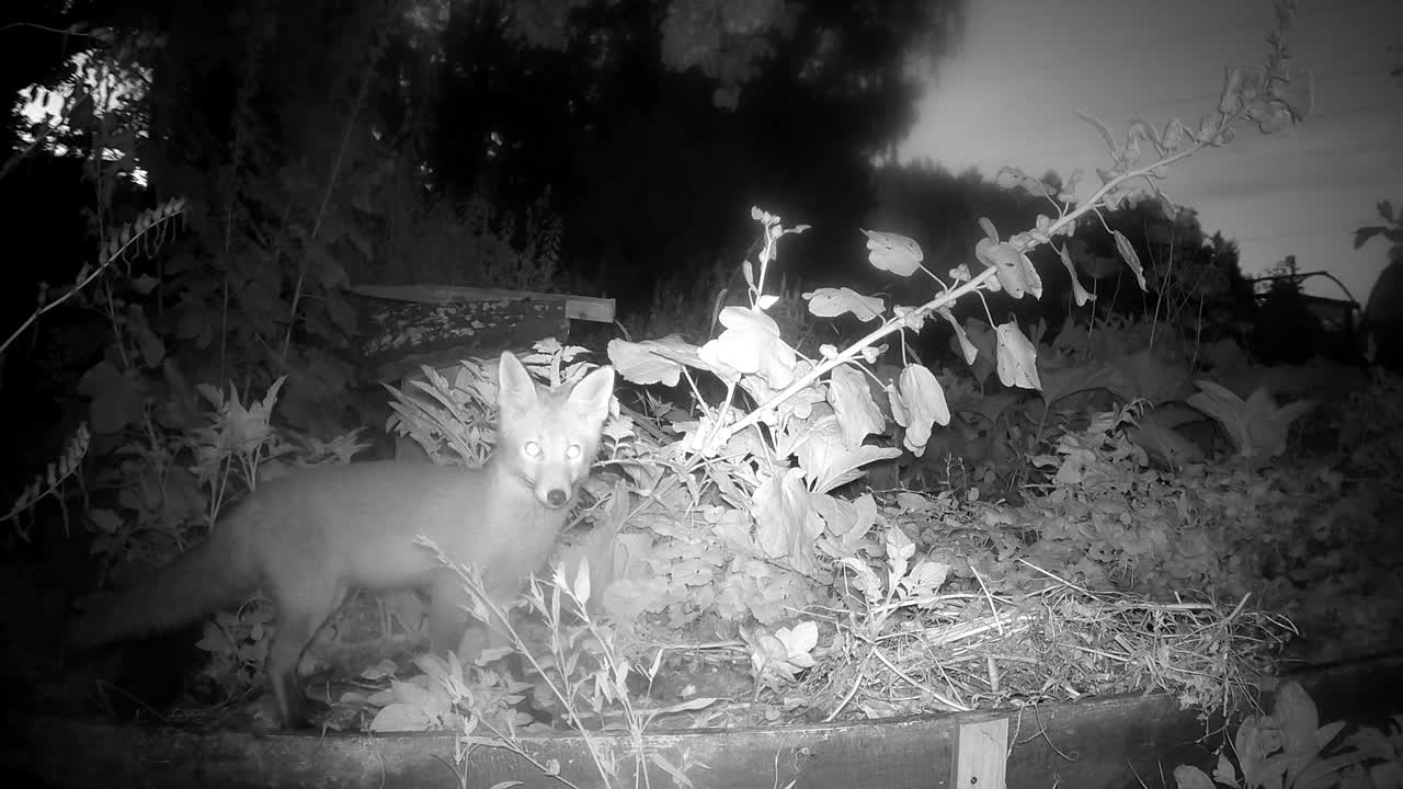夏夜，小狐狸在农场的堆肥箱里寻找食物视频下载