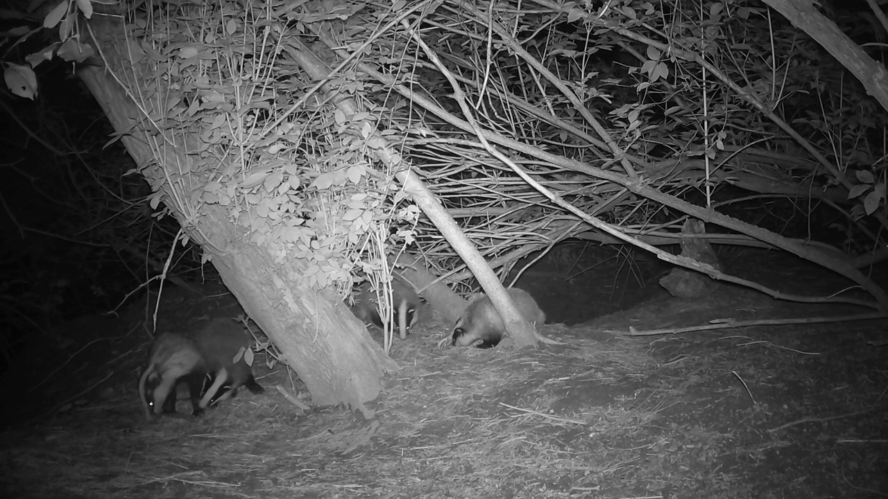 美丽的獾梅莱斯一家在春天的夜晚，4只小獾视频下载