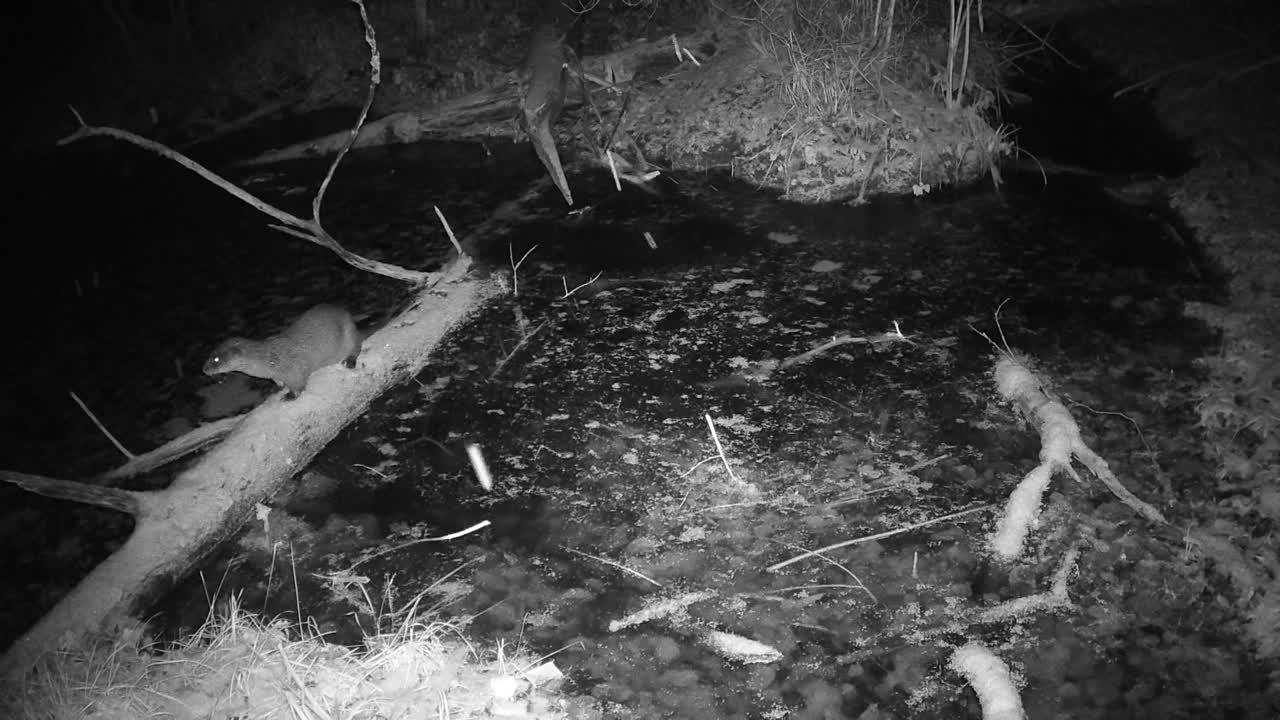 两只欧亚水獭晚上在沼泽森林里游荡视频下载
