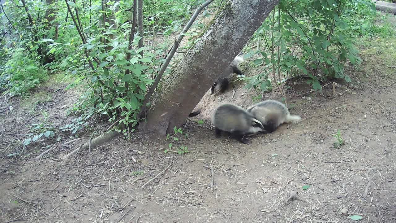 春天的一天，三只小獾Meles Meles在洞穴附近玩耍视频下载