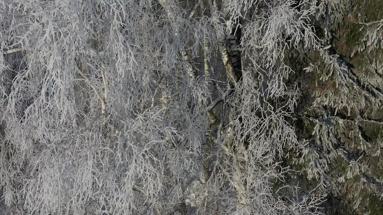 冬天的时候美丽的结霜的树木在森林里，空中视频下载