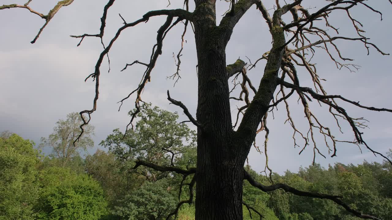 死树。枯树干枯扭曲的枝条映衬着万里无云的蓝天。视频下载