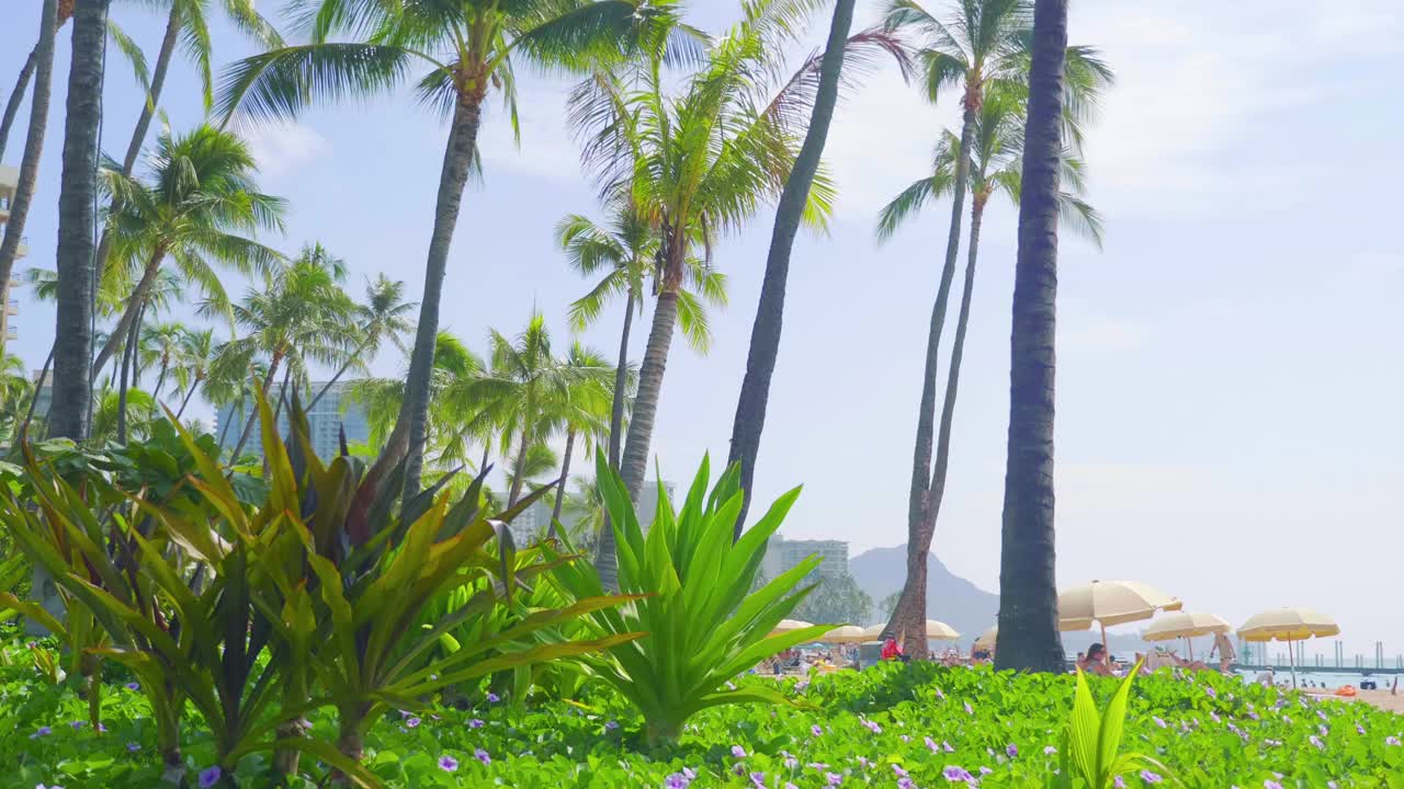 檀香山广场上郁郁葱葱的热带树叶和棕榈树，在4k慢动作60fps中放射出宁静视频下载