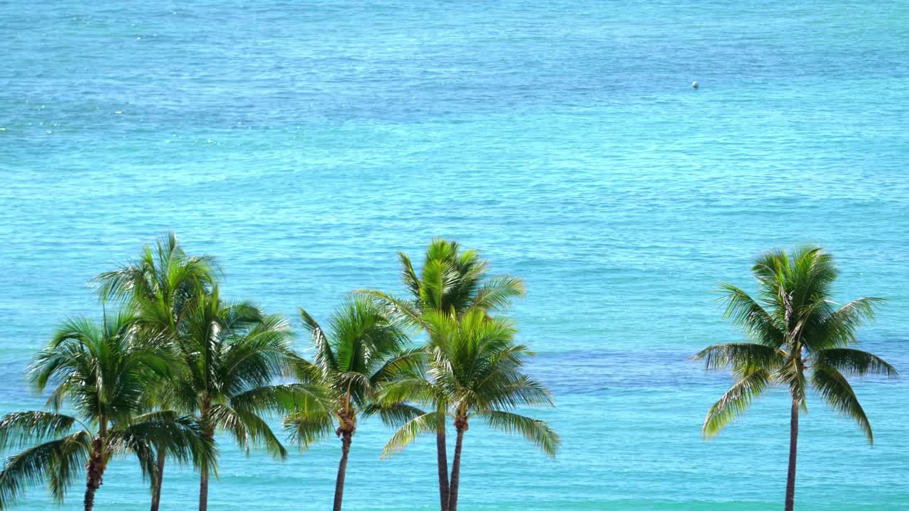 在夏威夷的棕榈树衬托下的帆船海景，4k慢动作，60fps视频下载