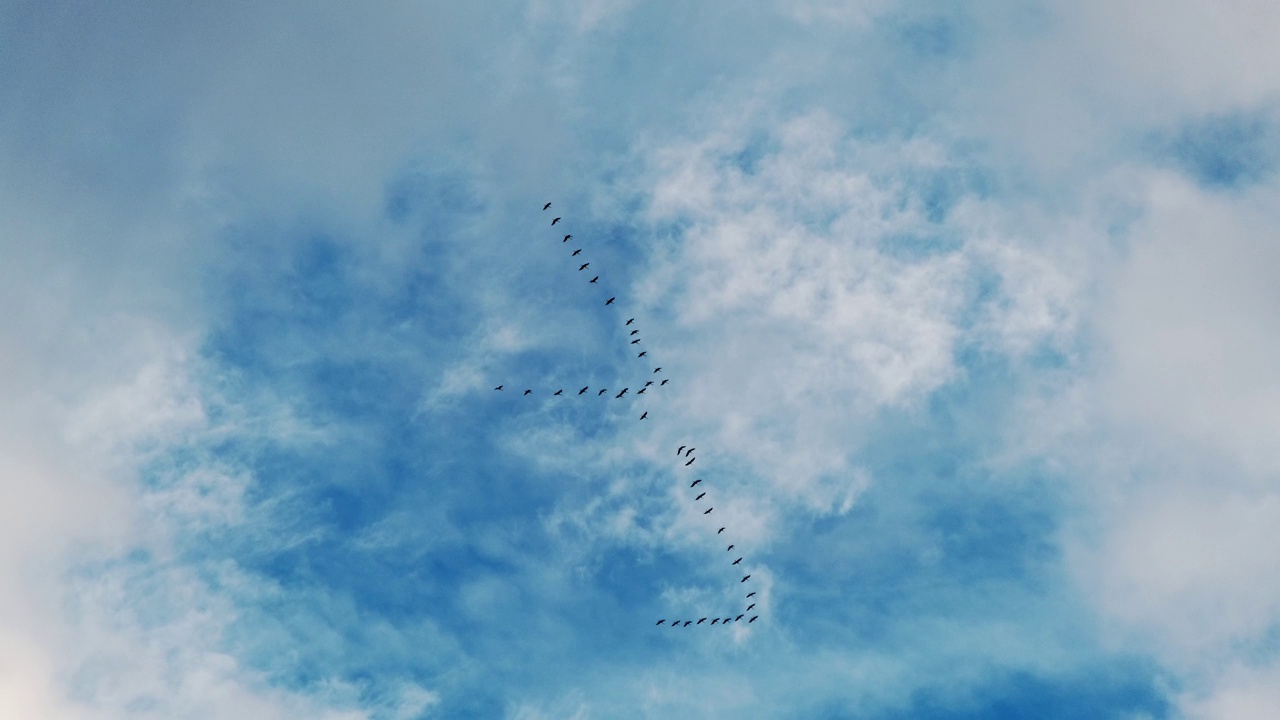 日出时多云的天空。成群的飞鹤。天空背景与鸟类。视频下载