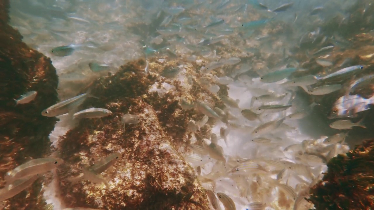 揭秘迈阿密海滩:从上面到水下视频下载