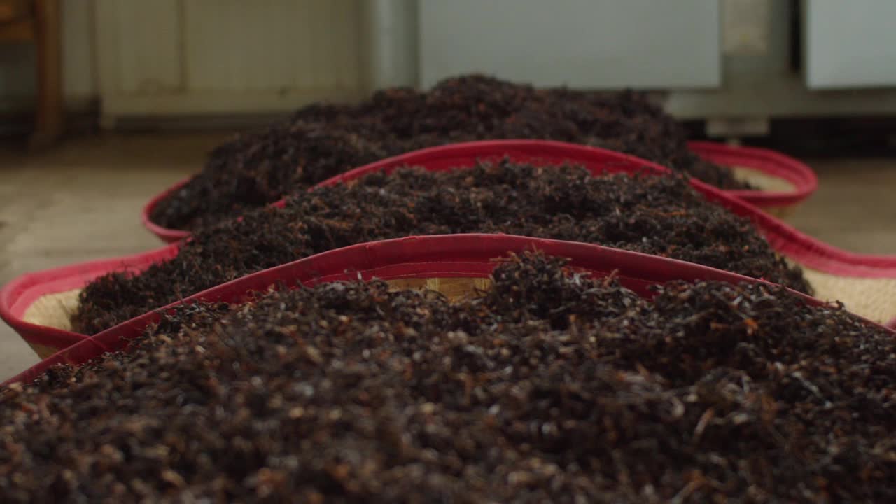 一个小工厂的制茶过程。竹篮里的新鲜茶叶。生产天然有机产品视频下载