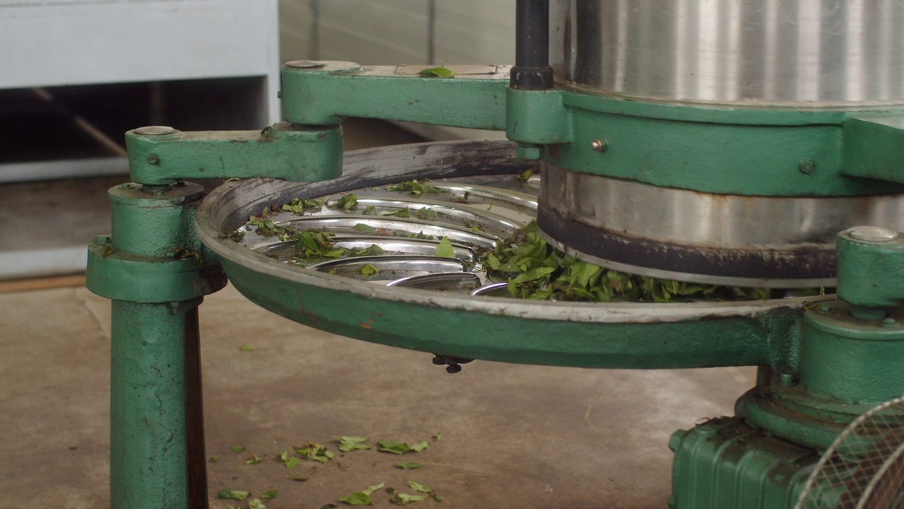 工厂里的制茶过程。绿茶鲜叶卷绕机的工作。天然有机产品视频下载
