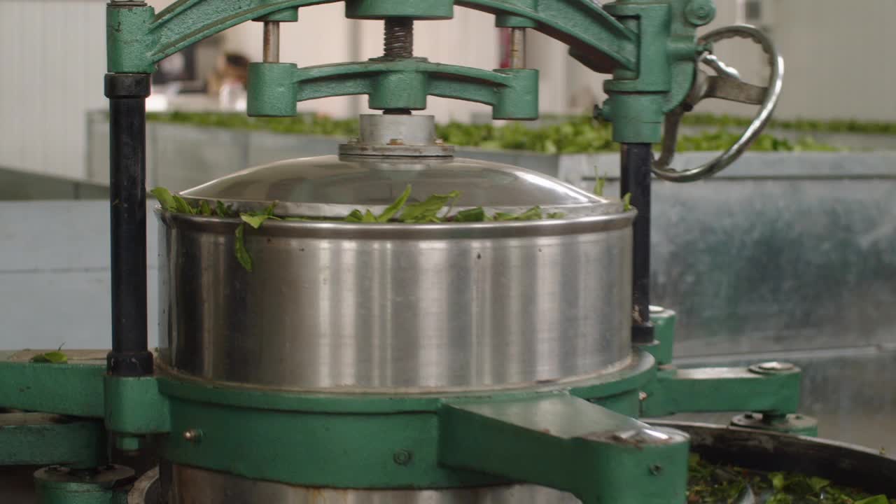 工厂里的制茶过程。绿茶鲜叶卷绕机的工作。天然有机产品视频下载