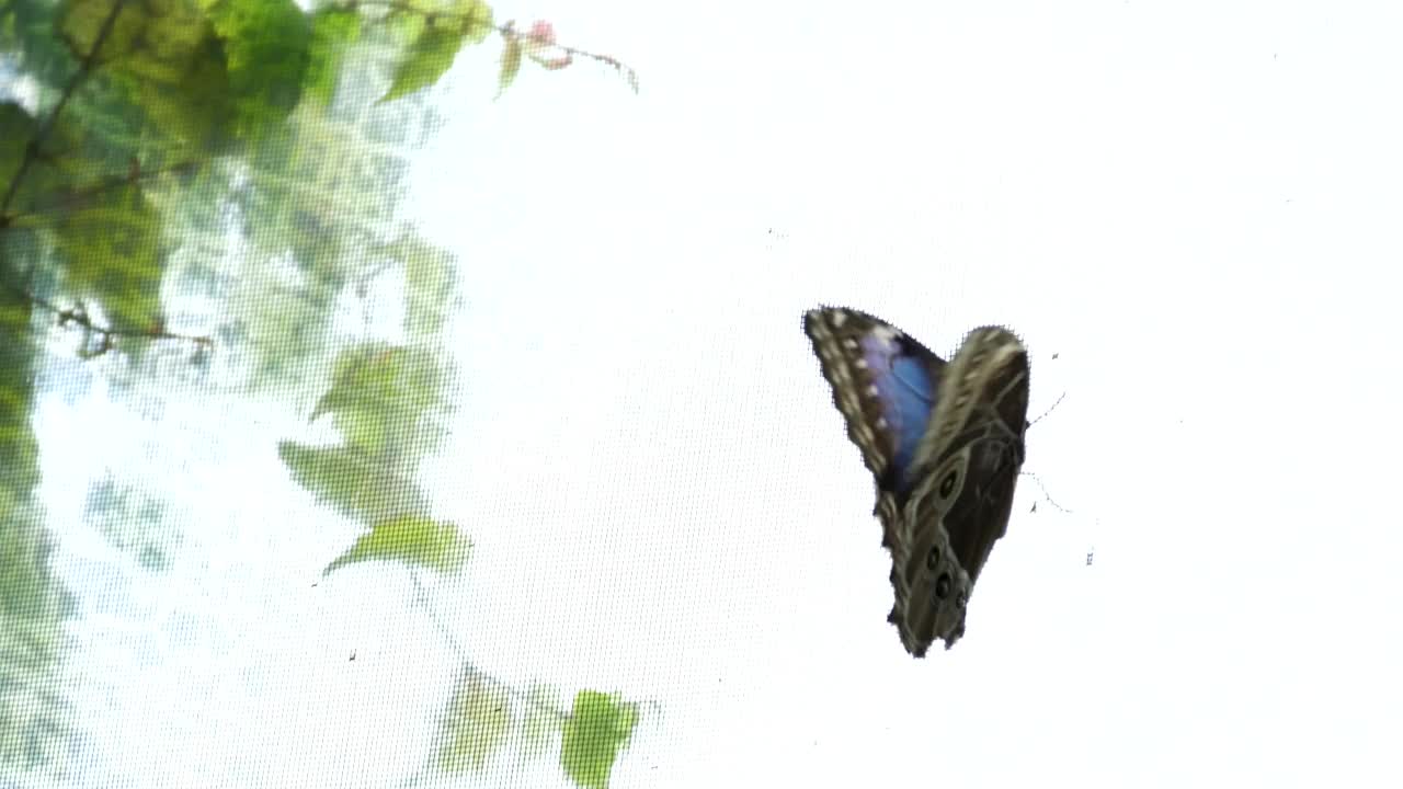 蓝色的大闪蝶在地上飞舞。底部和顶部是可见的。维多利亚蝴蝶园视频下载