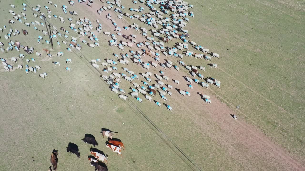 草原上的一群羊视频素材