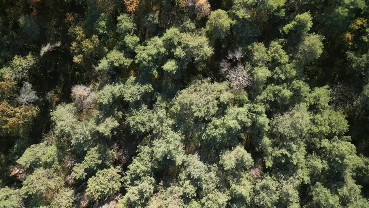 森林秋景俯视图视频下载