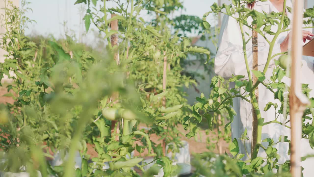 研究人员在种植园里分析番茄。视频下载