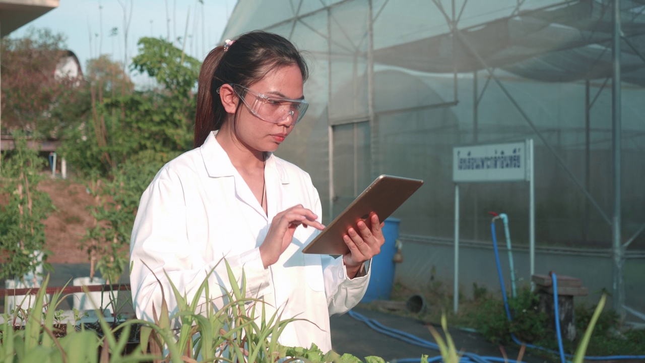 研究人员在种植园里分析小玉米。视频下载