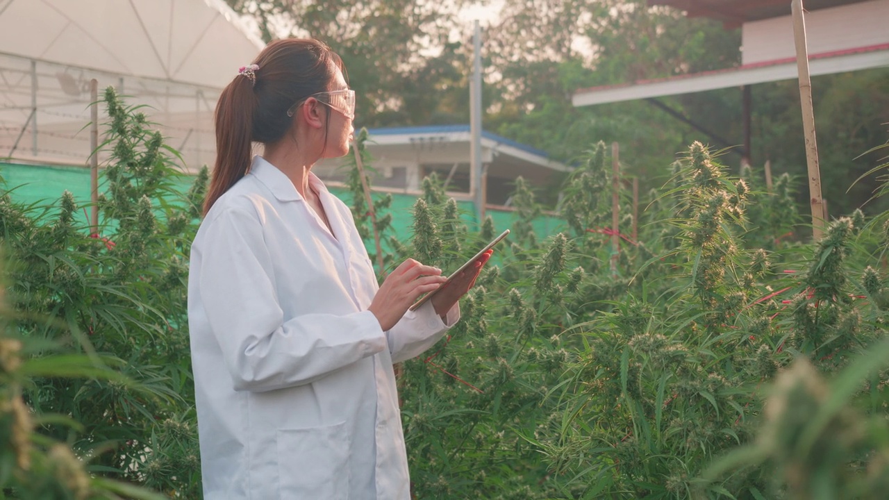 研究人员检查了大麻植物并记录了数据。视频下载