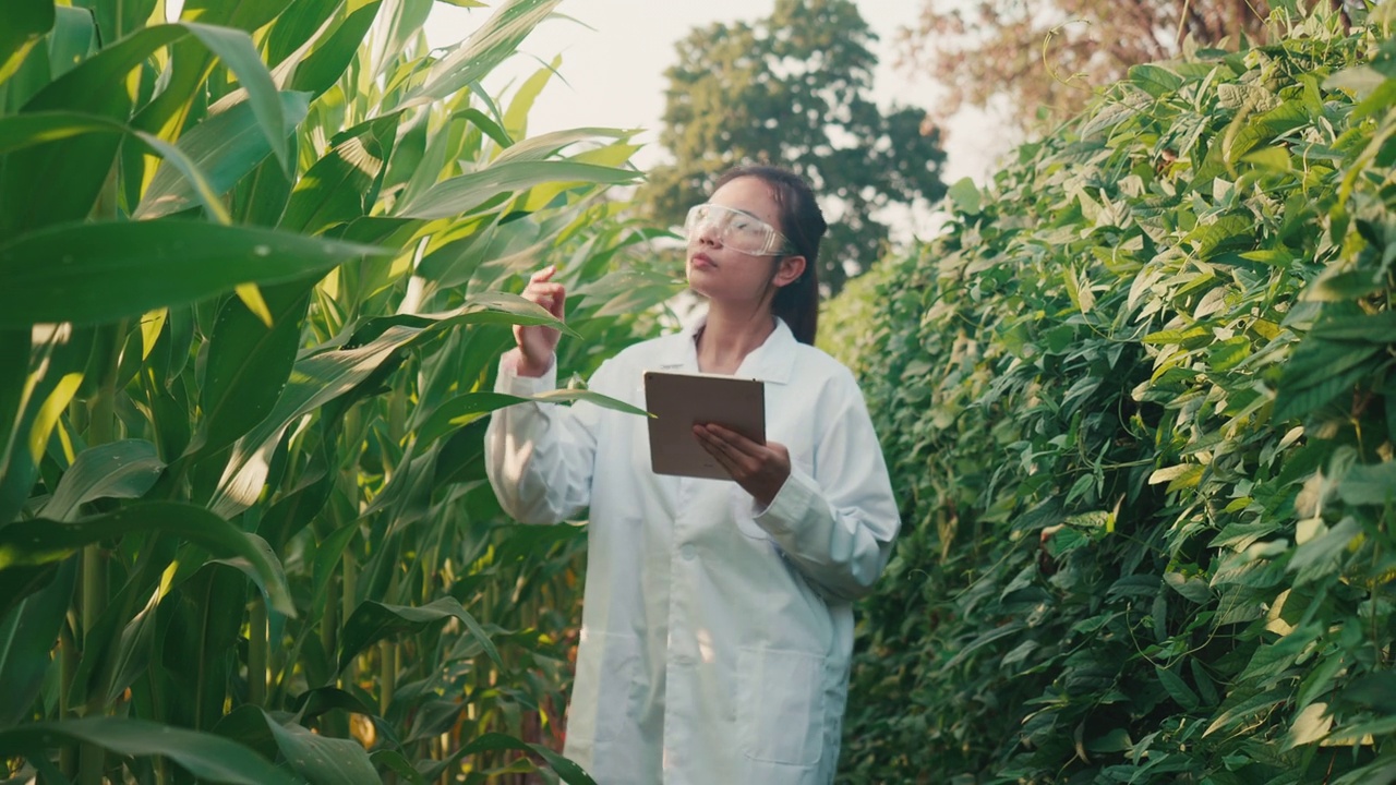 女研究员在分析种植园里的玉米叶片。视频下载