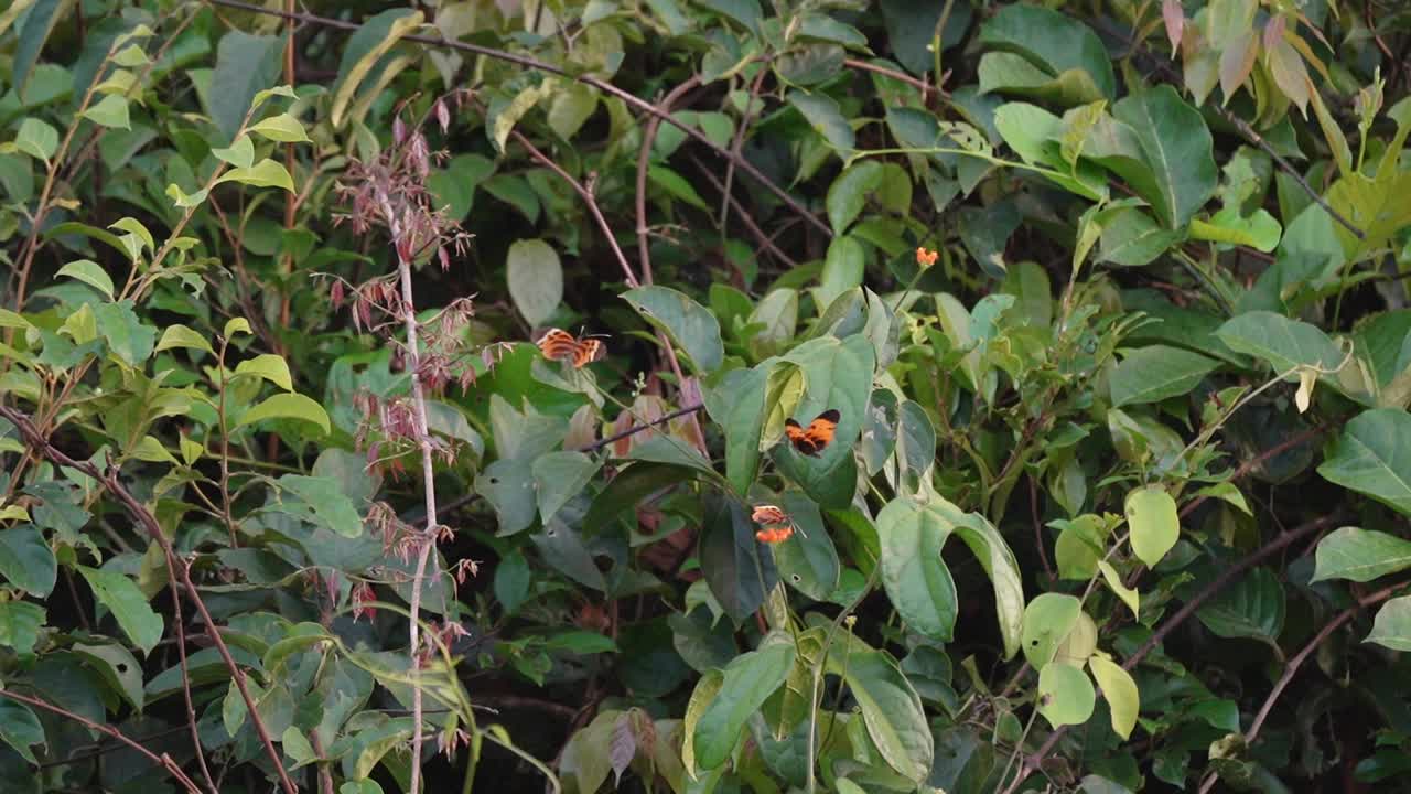 在厄瓜多尔亚马逊地区的Cuyabeno保护区茂密的雨林中，一只橙色的蝴蝶视频下载