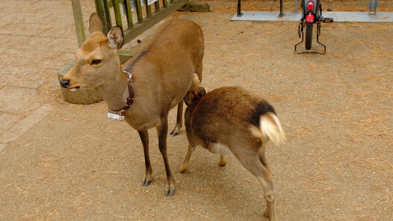 在日本奈良公园，小鹿在吃它的母乳视频下载