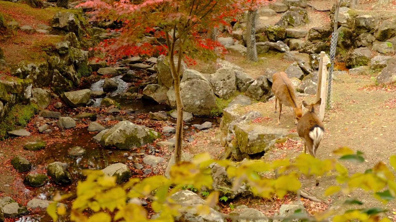日本奈良公园的流浪鹿视频下载