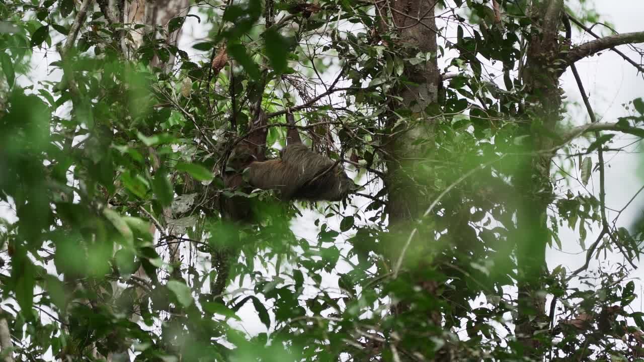 在厄瓜多尔亚马逊地区的Cuyabeno野生动物保护区，一只树懒挂在热带雨林的树冠上。视频下载