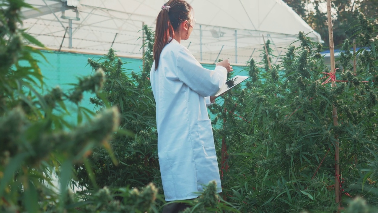研究人员检查了大麻植物。视频素材