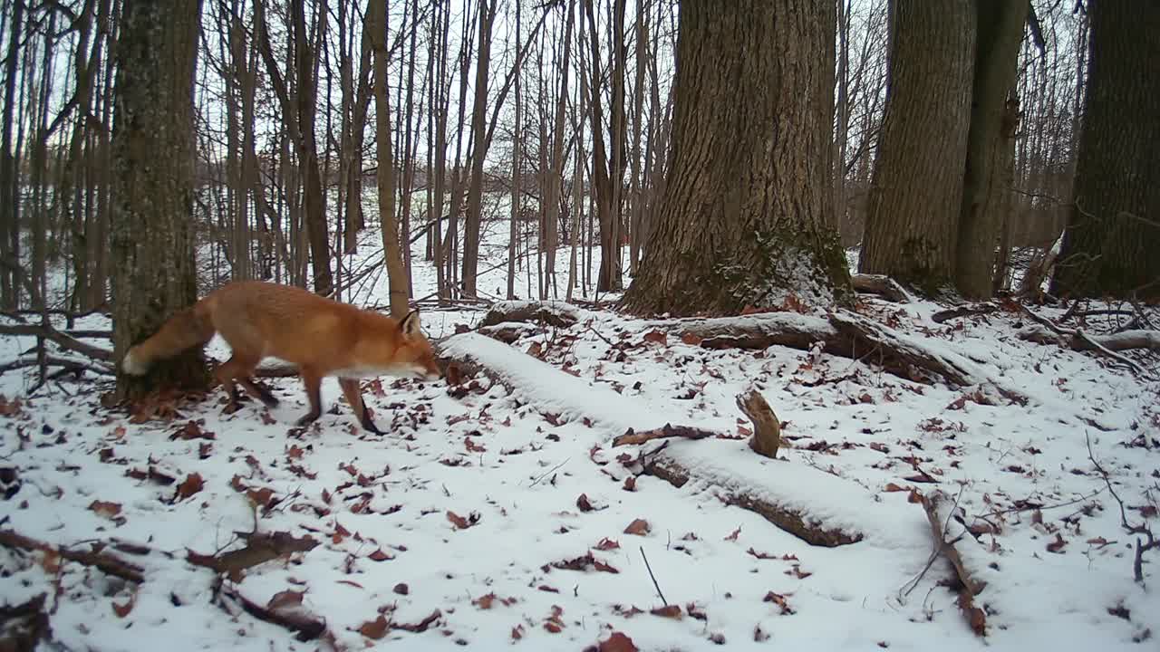 美丽的红狐倾听着冬日世界的声音视频下载