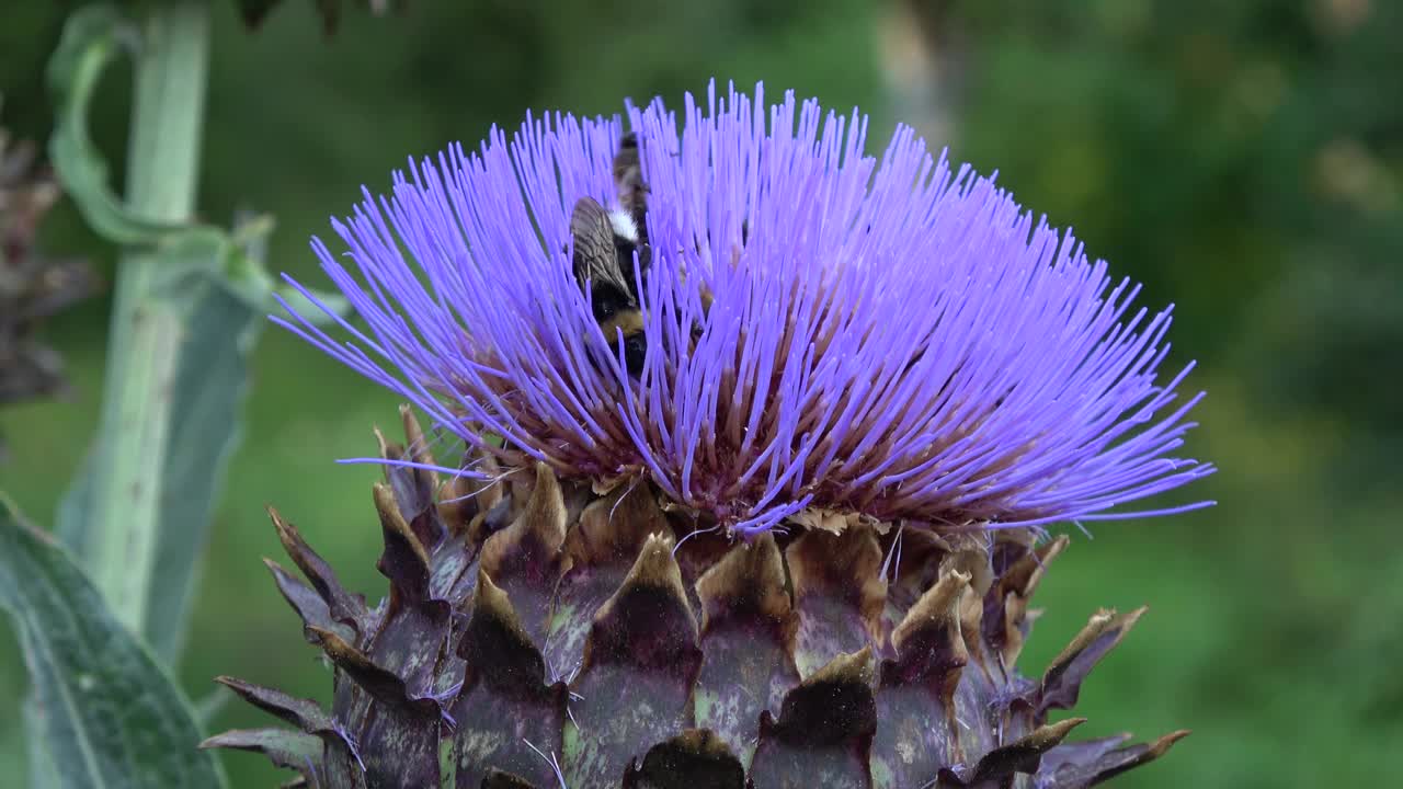 蜜蜂和大黄蜂在花园里的洋蓟花上视频下载