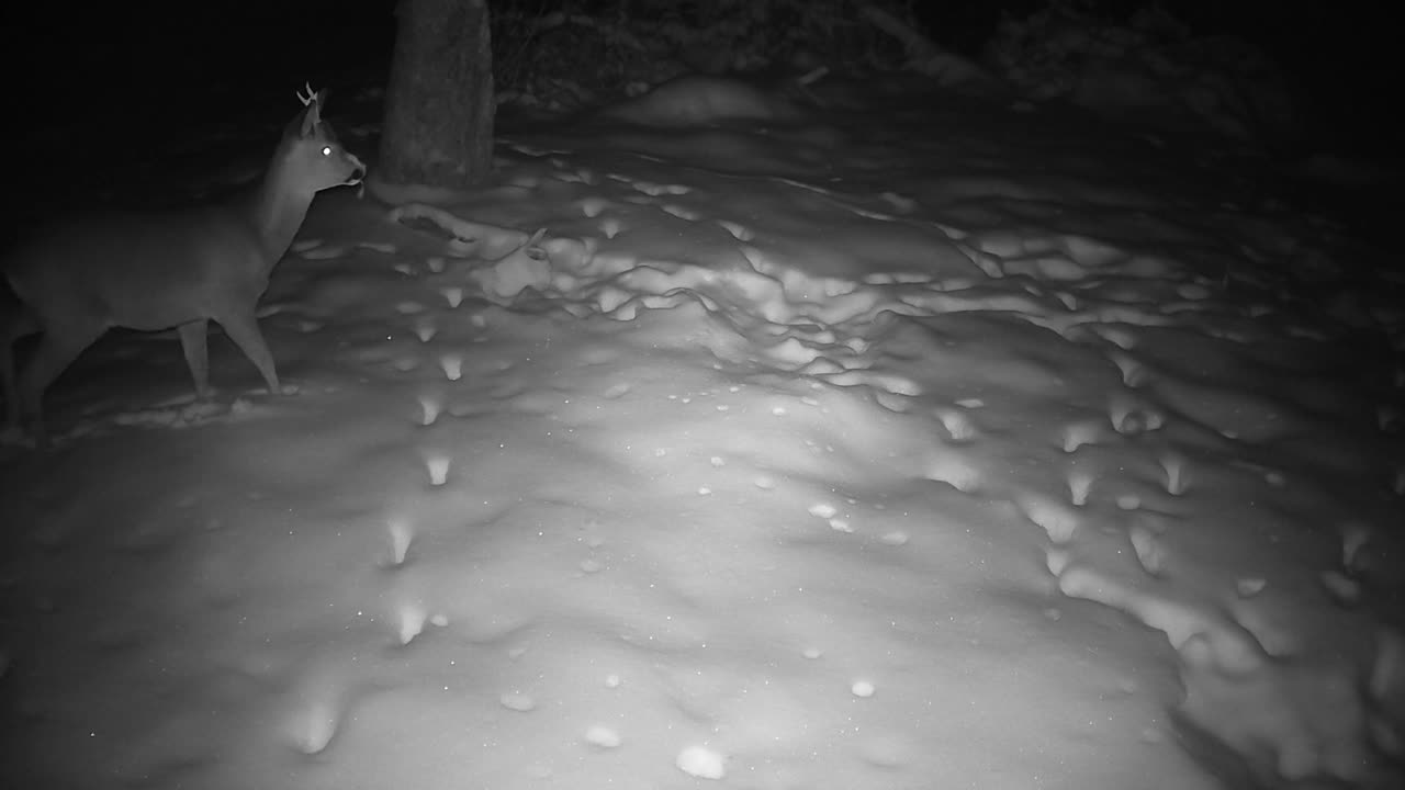 鹿在雪下的果园里寻找去年的苹果视频下载