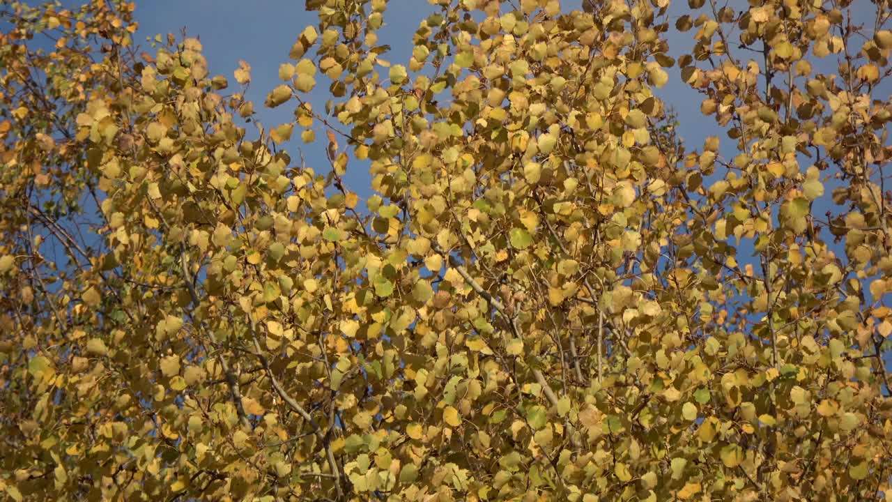 金秋的桦树在风中落叶视频下载