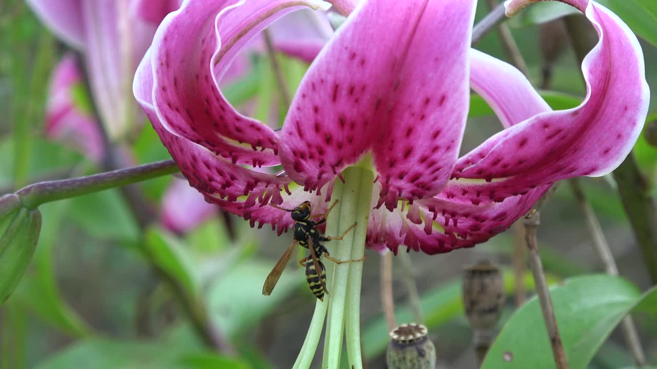 夏天花园里百合花上的黄蜂视频下载